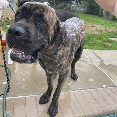 Black Dog outside getting a bath with soap on him