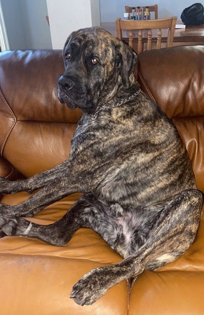 Black Dog Sitting On The Couch Similar to How a Human Would