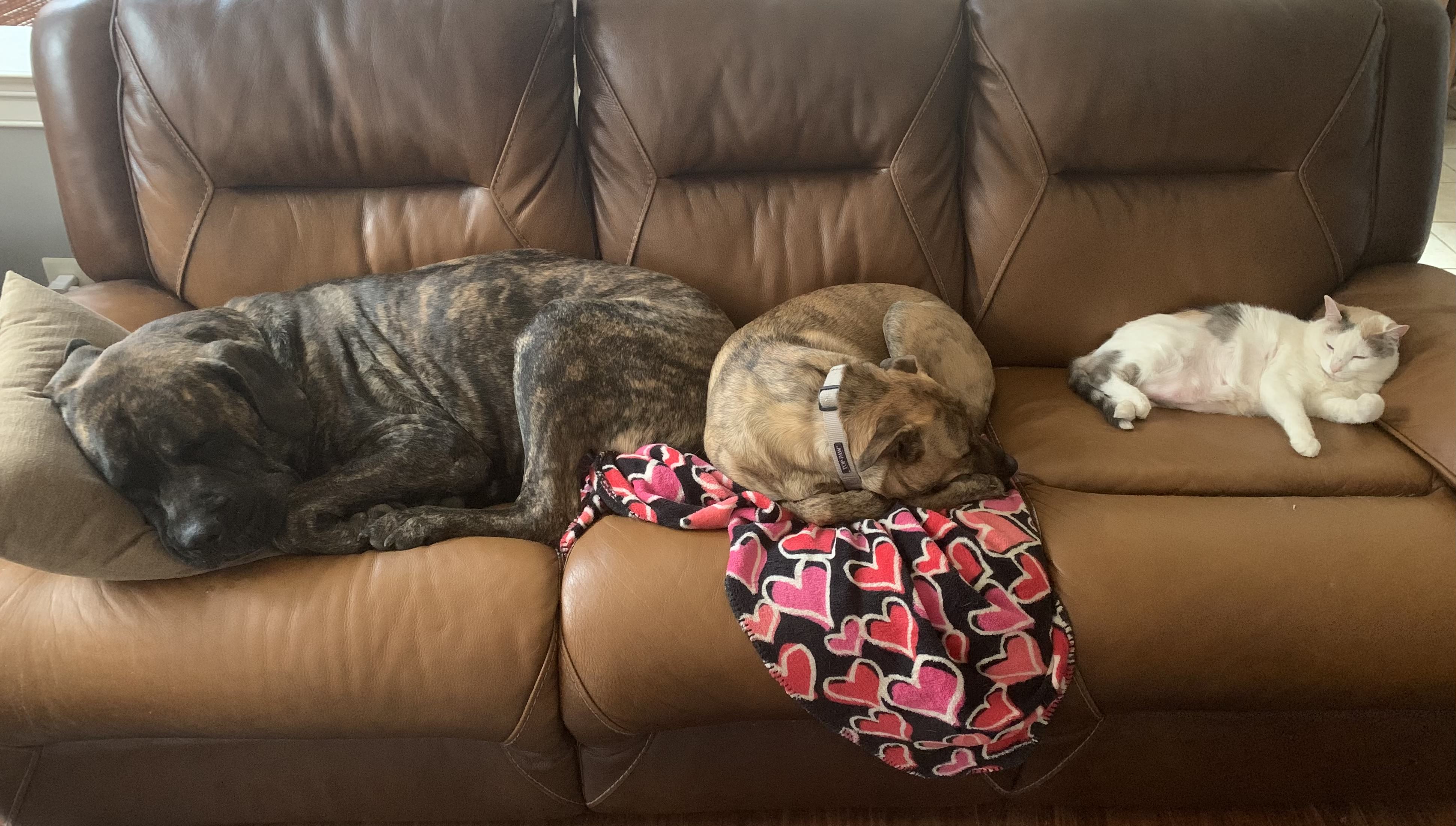 Black Dog, brown dog, white cat, laying on one couch