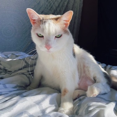 White Cat with Green Eyes sitting on Bed