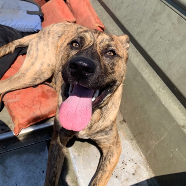 Black and Brown Dog seemingly smiling on boat